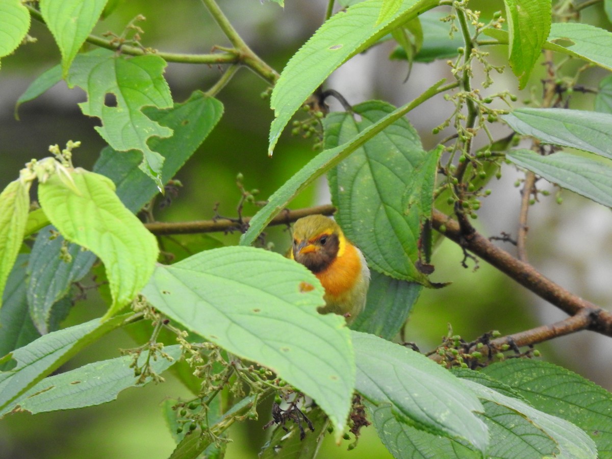 Guira Tanager - Justin Harris