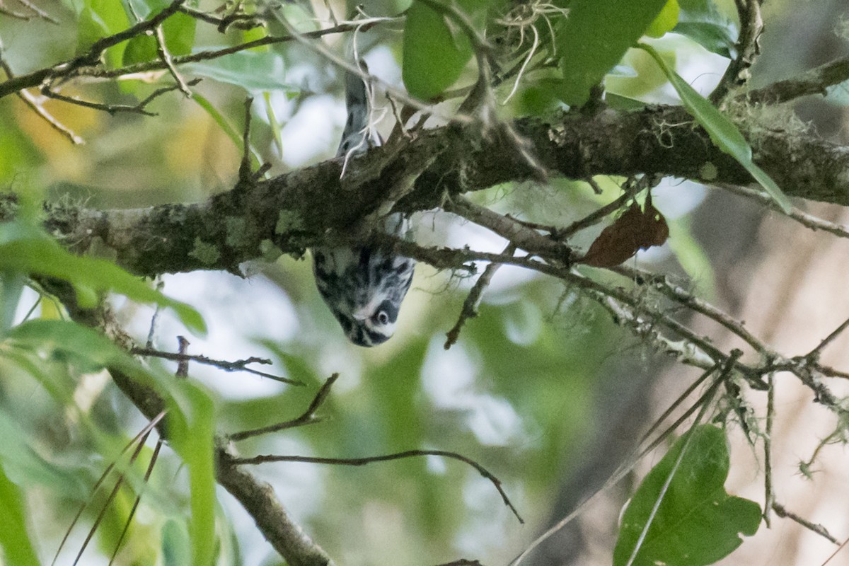 Black-and-white Warbler - Gabrielle Harrison