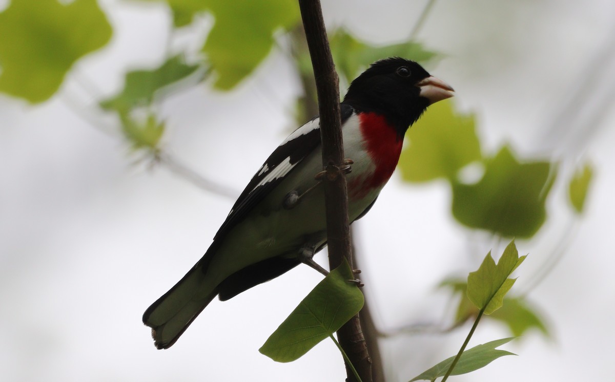 Rose-breasted Grosbeak - ML618217050