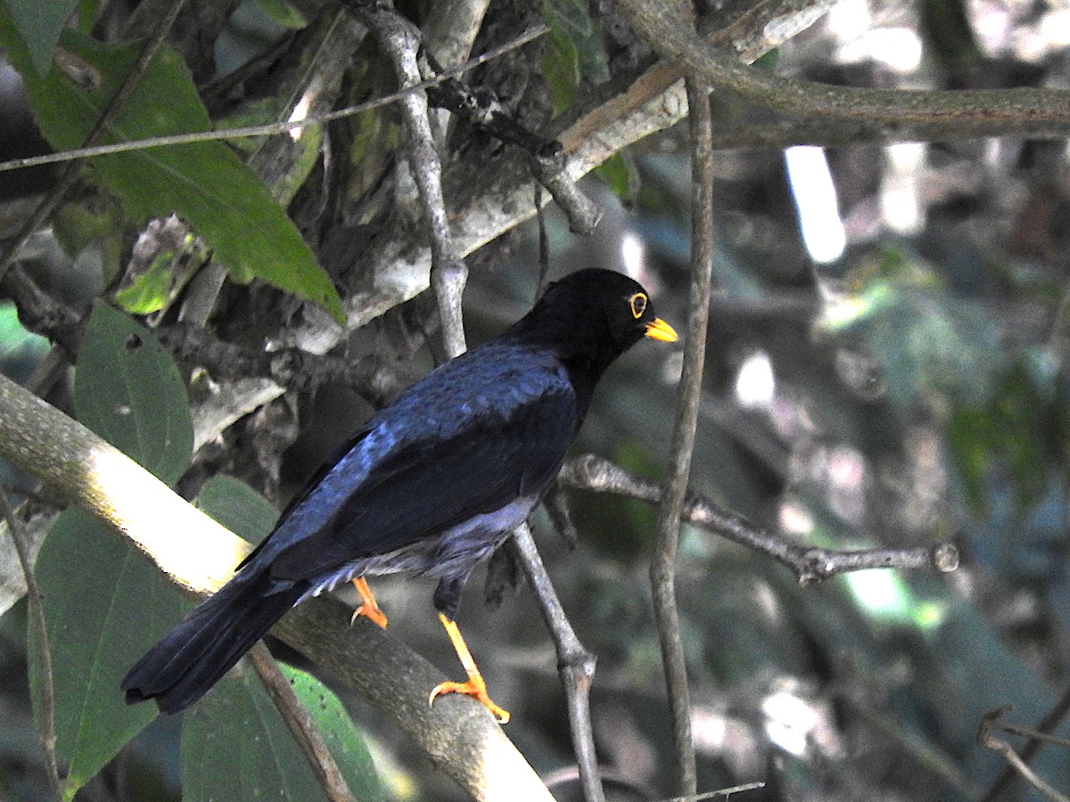 Yellow-legged Thrush - Alfredo Rosas