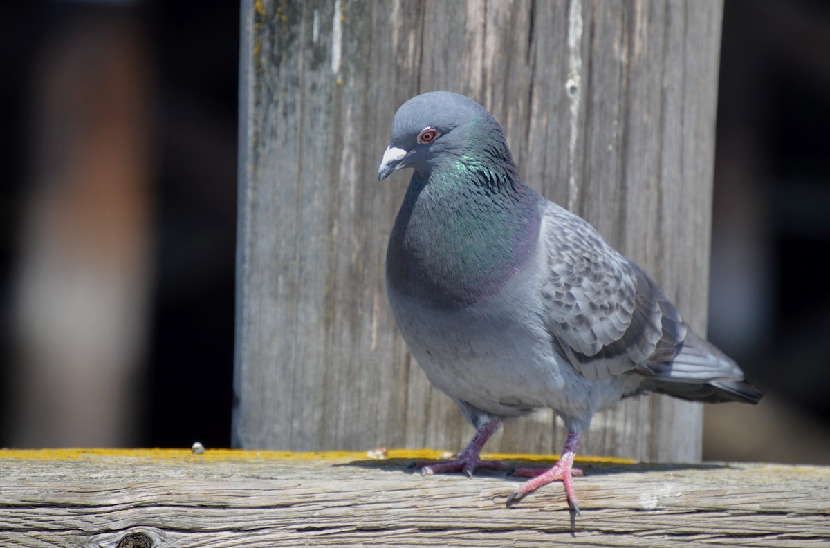 Rock Pigeon (Feral Pigeon) - Roland Stuckey