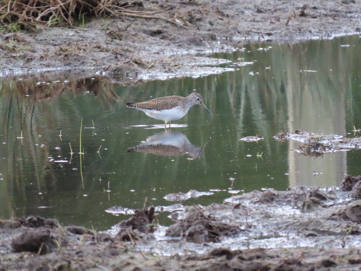 Solitary Sandpiper - George Gerdts