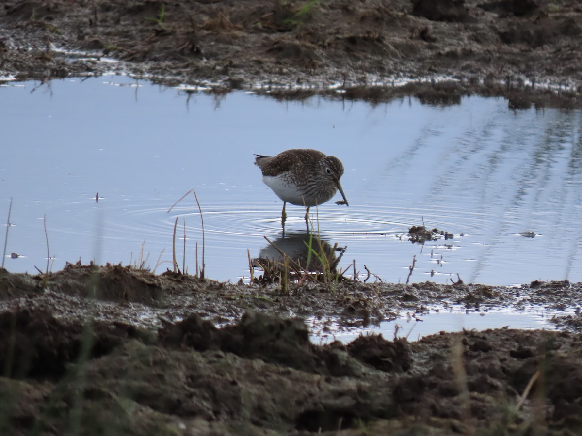 Solitary Sandpiper - George Gerdts