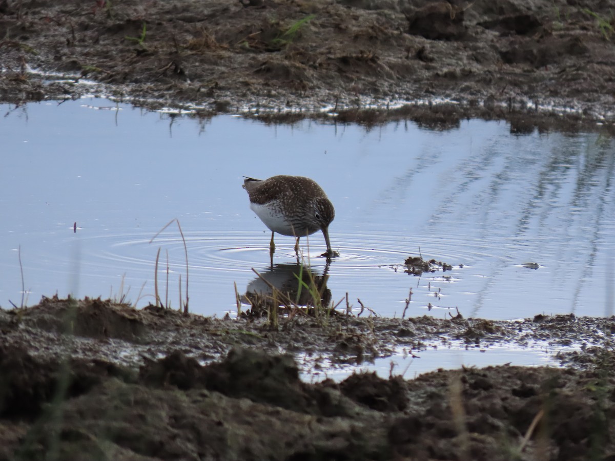 Solitary Sandpiper - George Gerdts