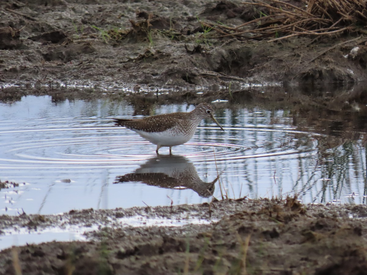 Solitary Sandpiper - George Gerdts