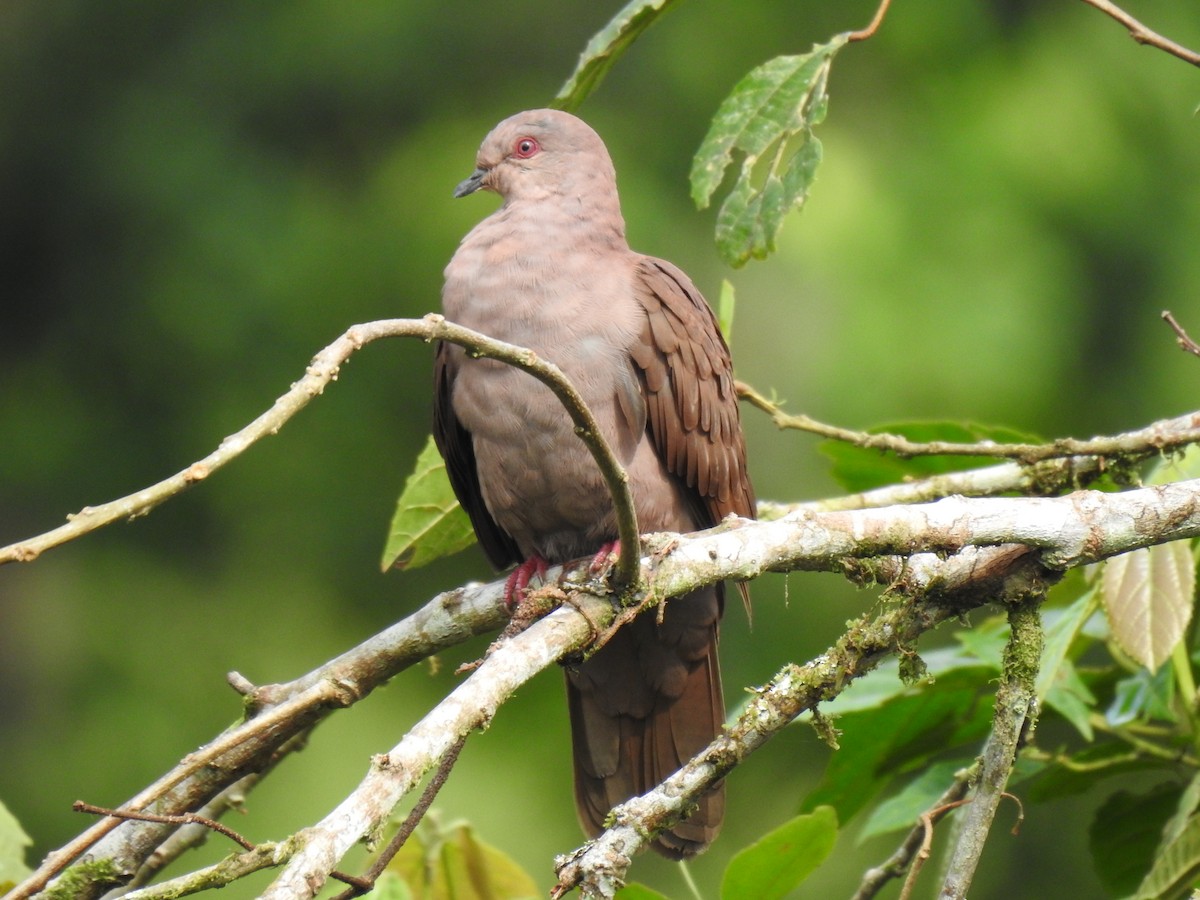 Ruddy Pigeon - Justin Harris