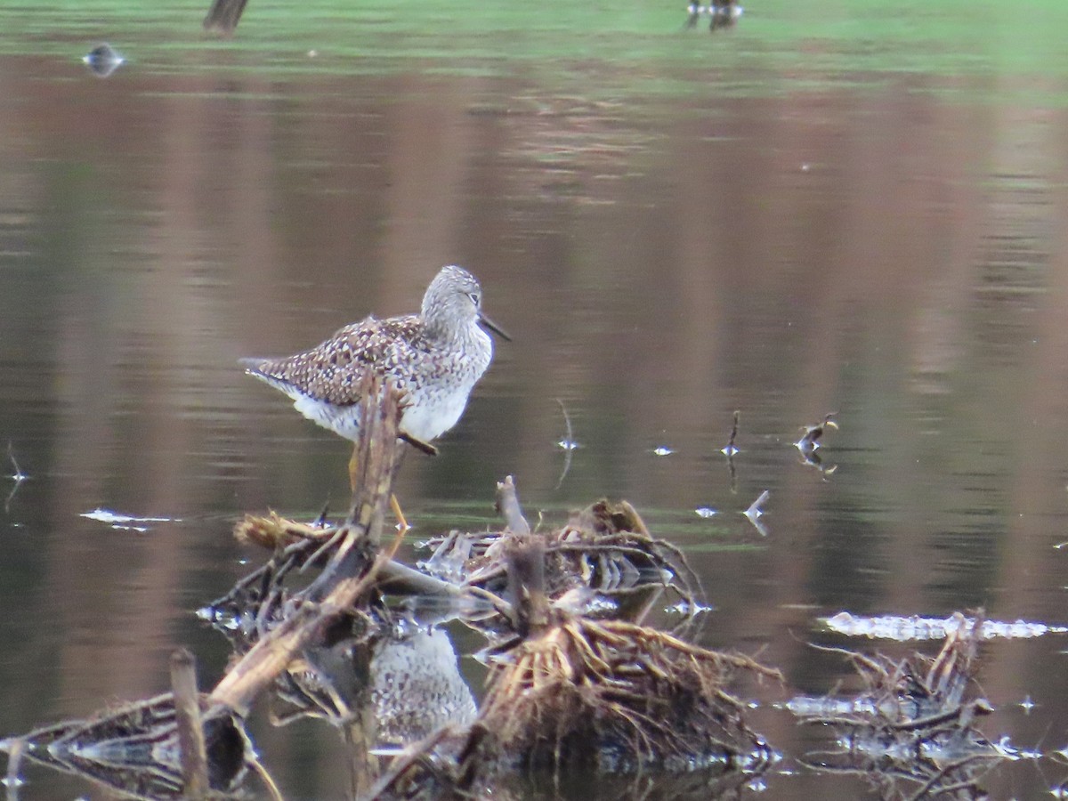 Lesser Yellowlegs - Ernie LeBlanc