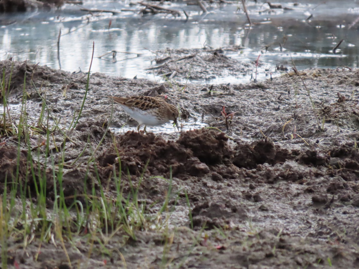 Least Sandpiper - George Gerdts