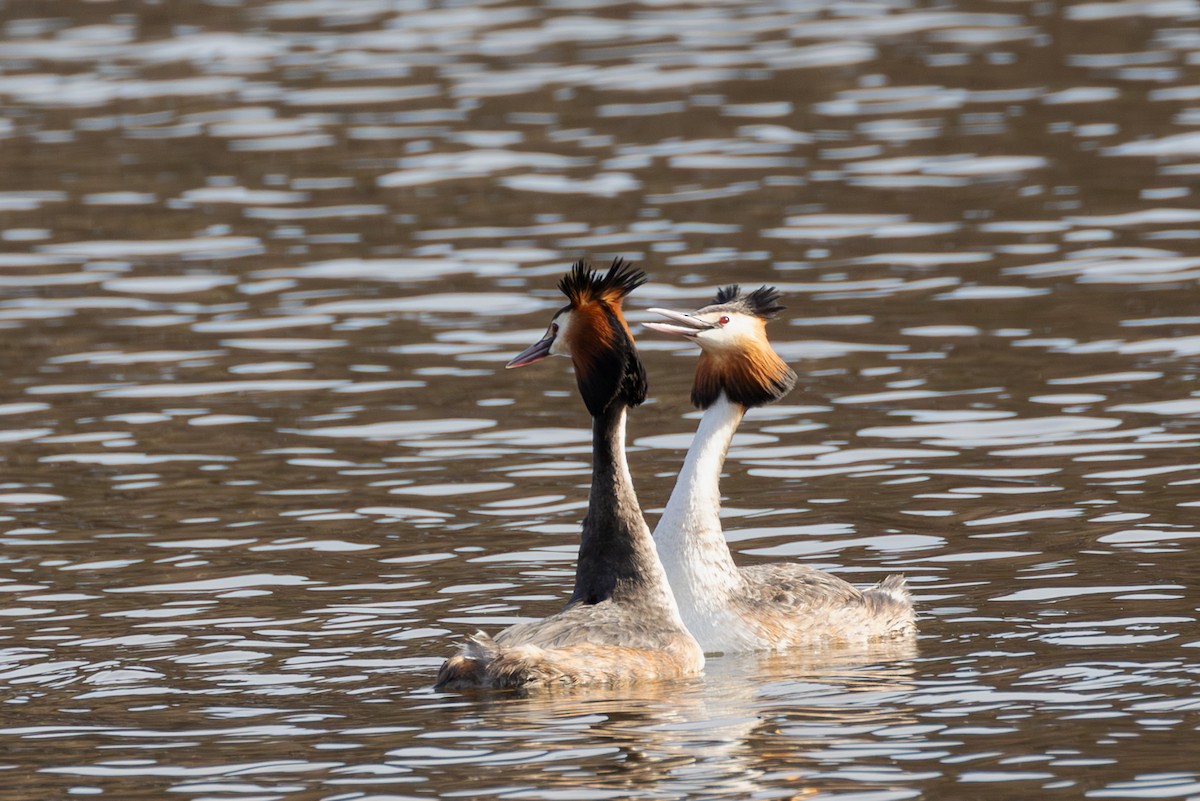 Great Crested Grebe - Mark Maddock