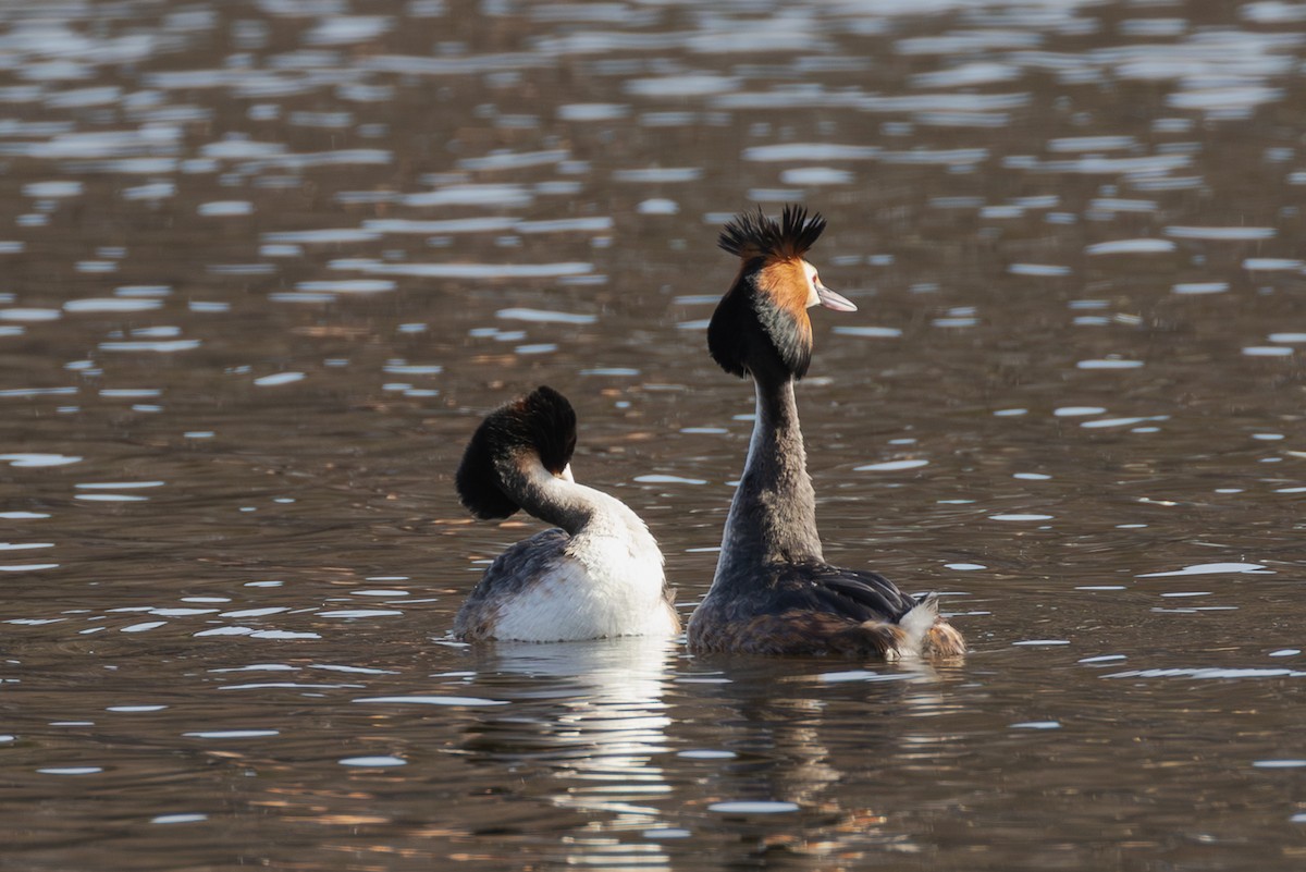 Great Crested Grebe - Mark Maddock