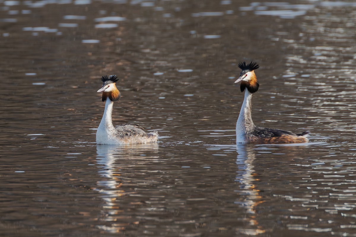 Great Crested Grebe - Mark Maddock