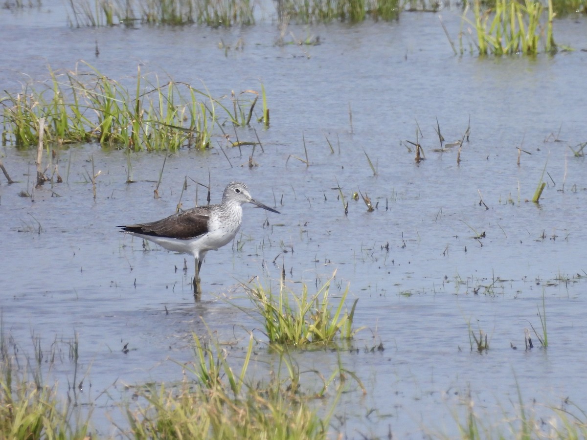 Common Greenshank - Mark Smiles