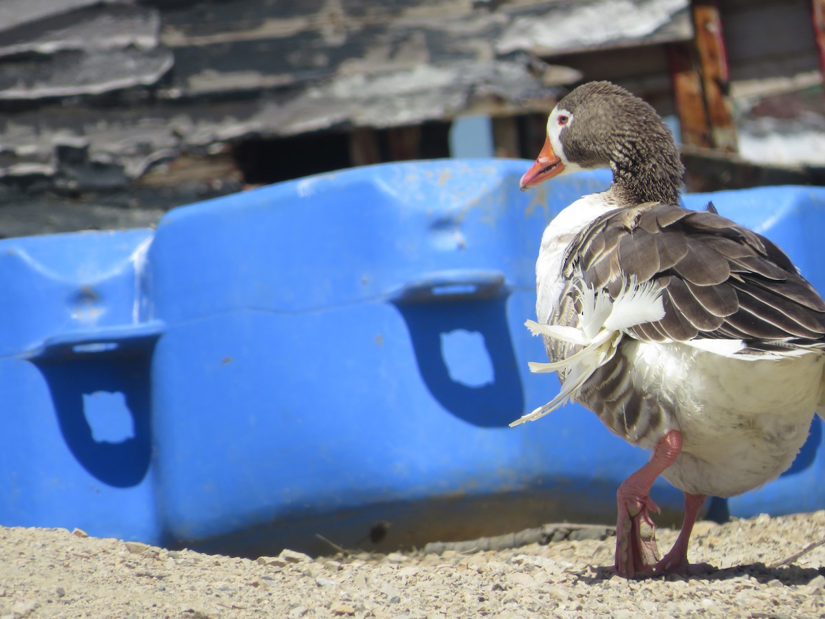 Graylag Goose (Domestic type) - ML618217177