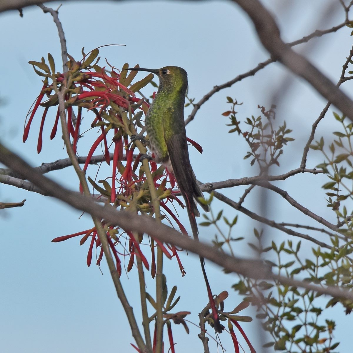 Red-tailed Comet - Carlos De Biagi