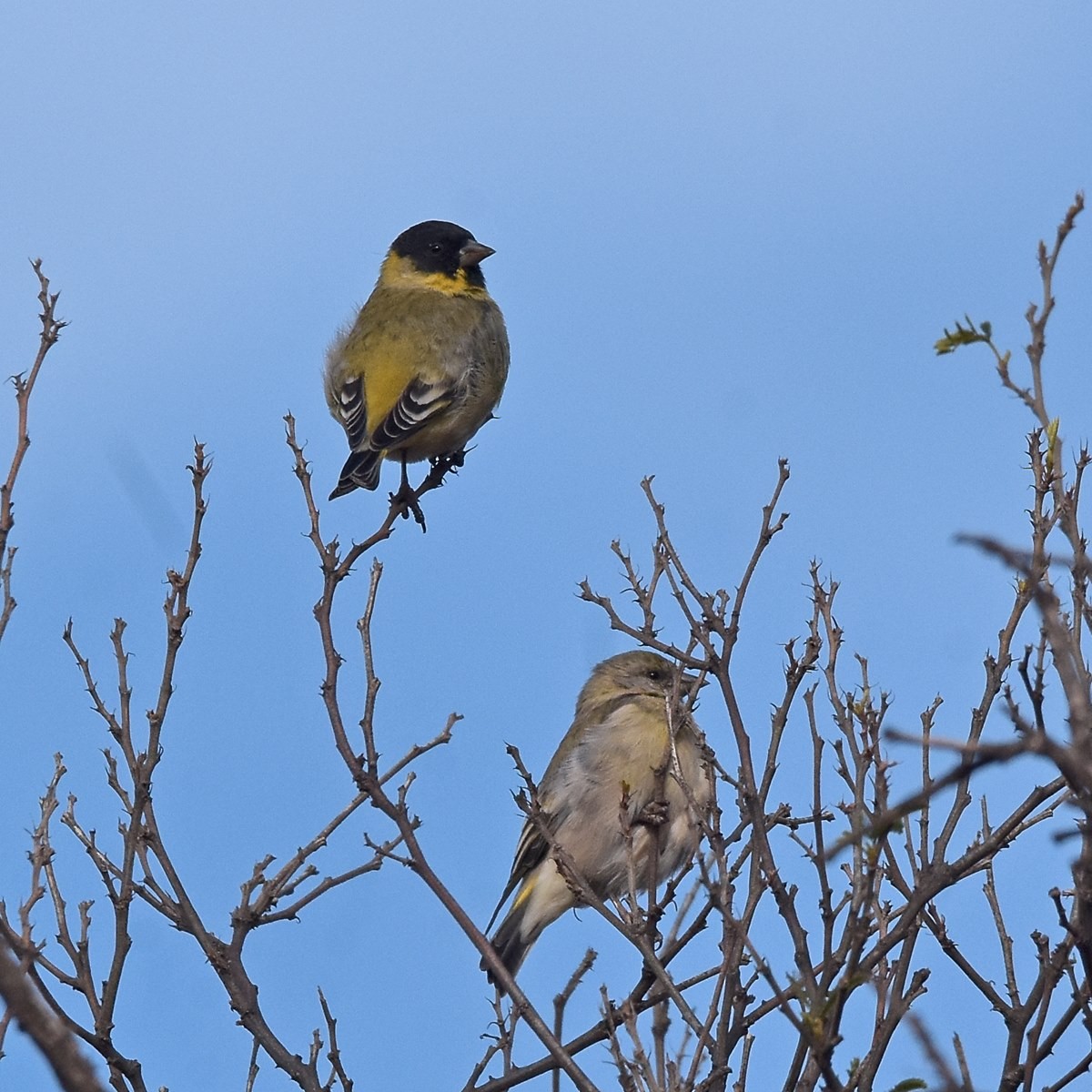 Hooded Siskin - Carlos De Biagi