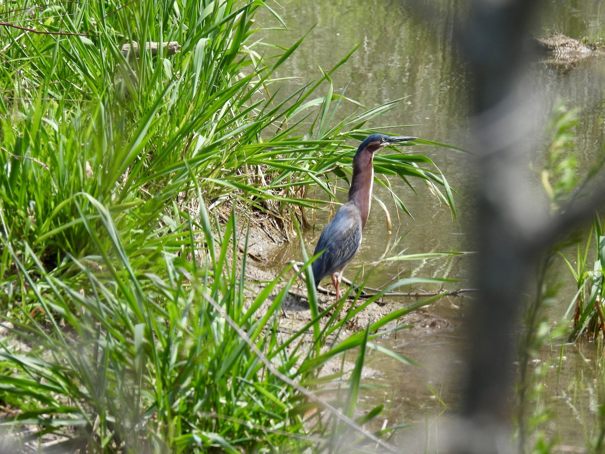 Green Heron - ML618217215