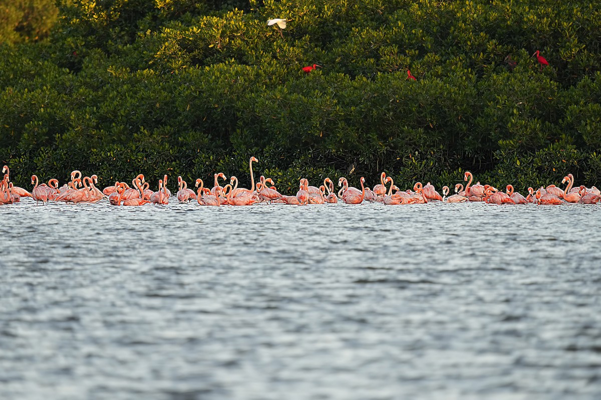 American Flamingo - Alan Lenk