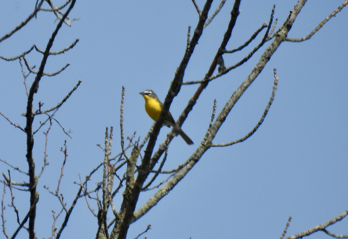 Yellow-breasted Chat - Corinna Honscheid