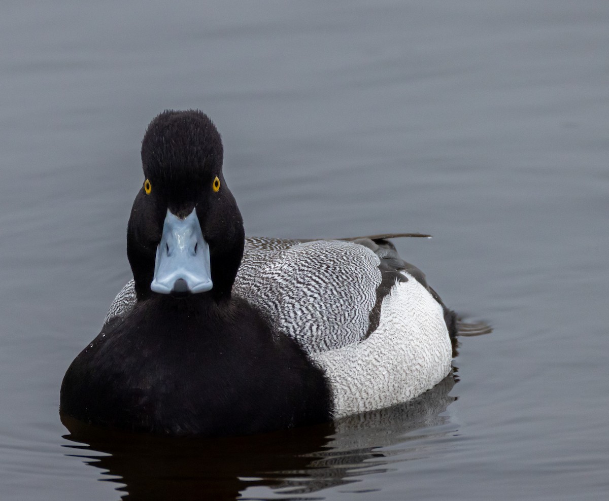 Lesser Scaup - John Alexander