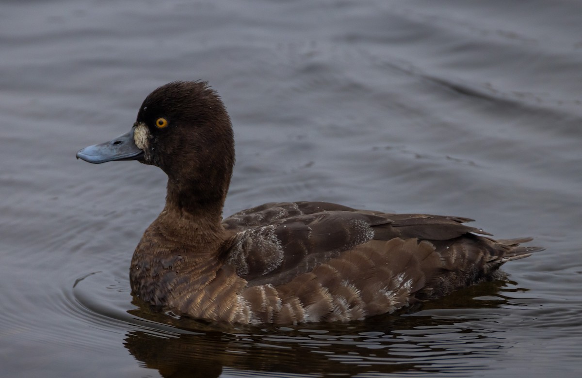 Lesser Scaup - John Alexander