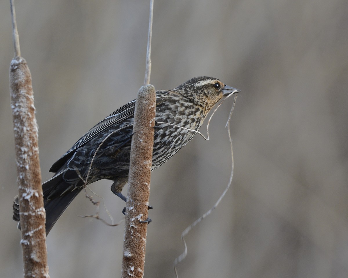 Red-winged Blackbird - David Kennedy