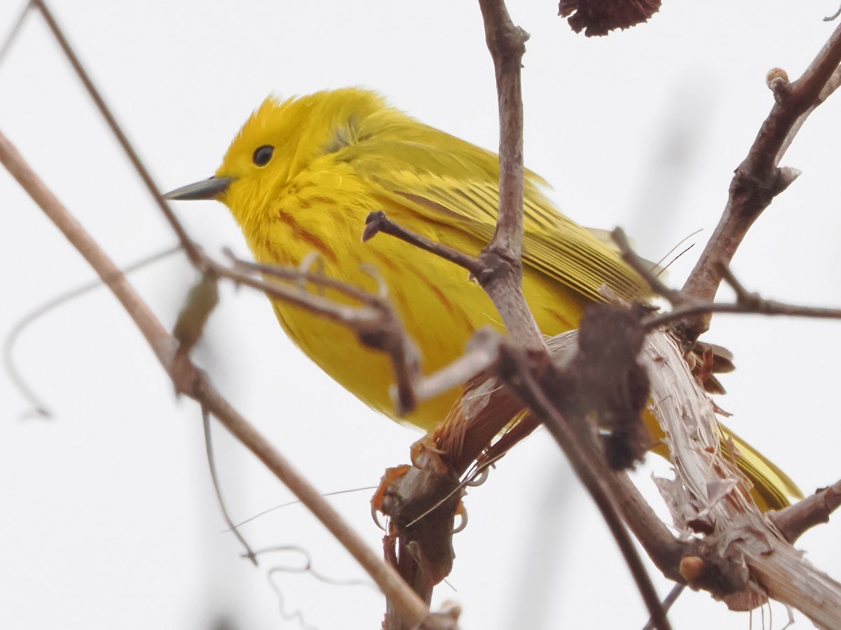 Yellow Warbler - John Felton