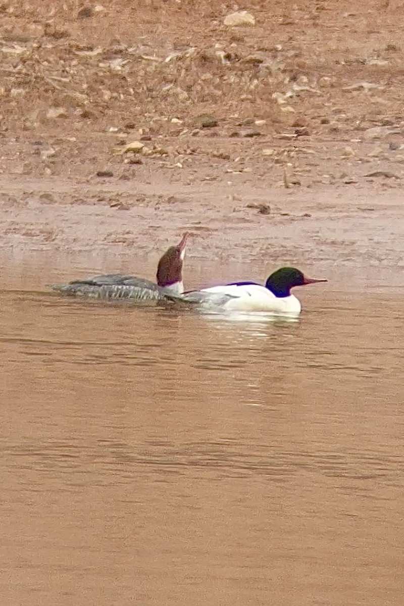 Common Merganser - Richard  Lechleitner