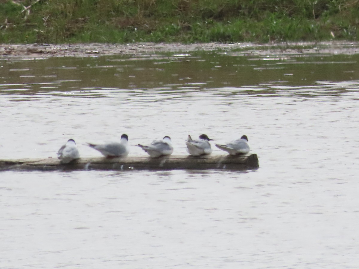 Bonaparte's Gull - Susan Cooper