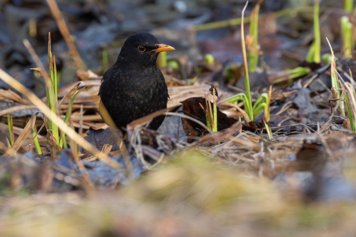 Eurasian Blackbird - Mark Maddock