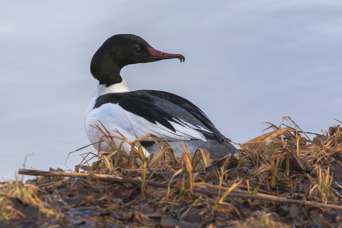 Common Merganser (Eurasian) - Mark Maddock