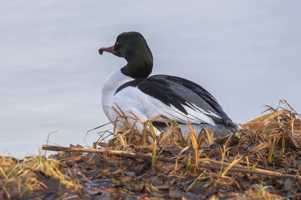 Büyük Tarakdiş (merganser/orientalis) - ML618217340