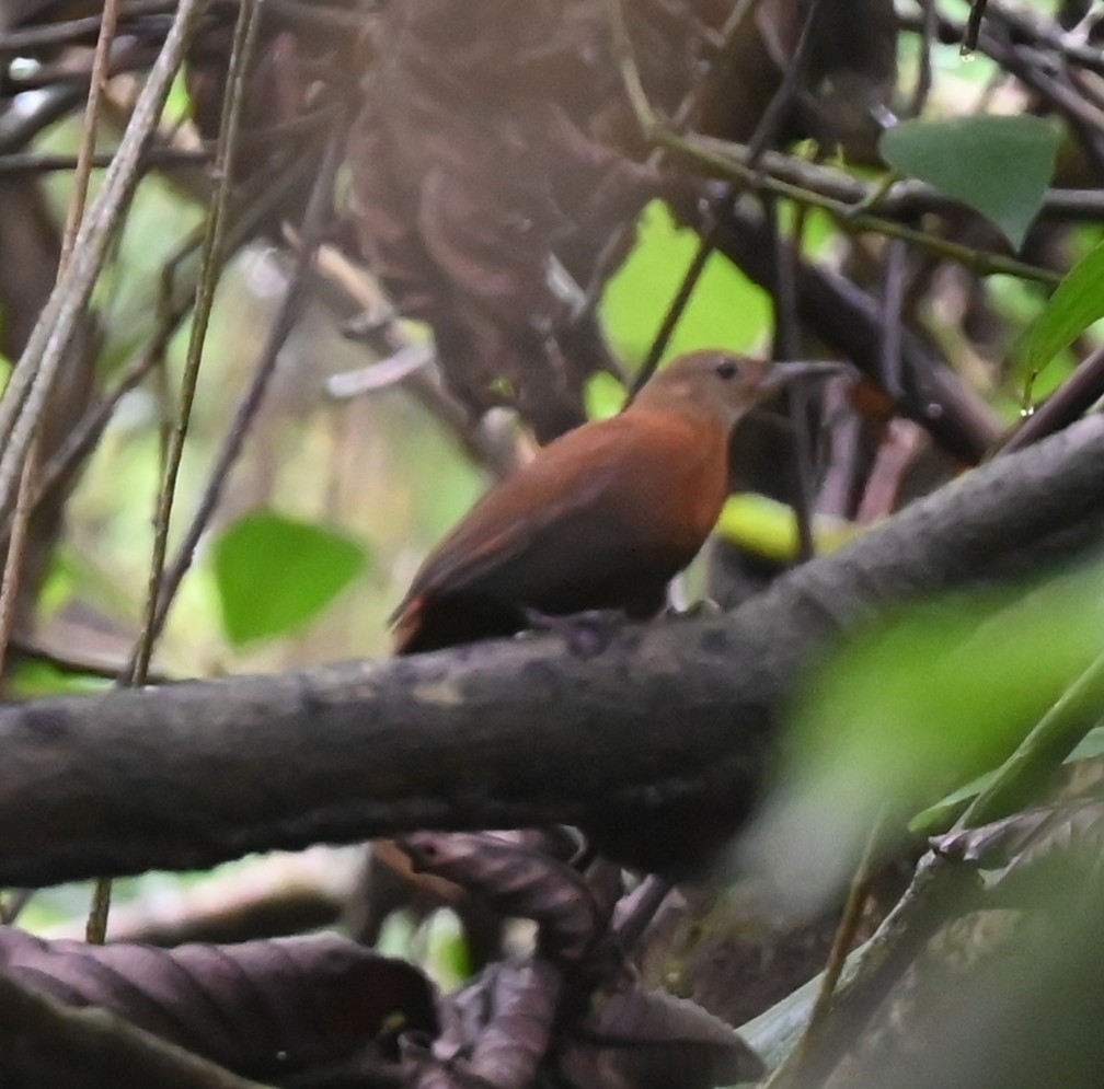 Rufous-breasted Leaftosser - Geoff Carpentier