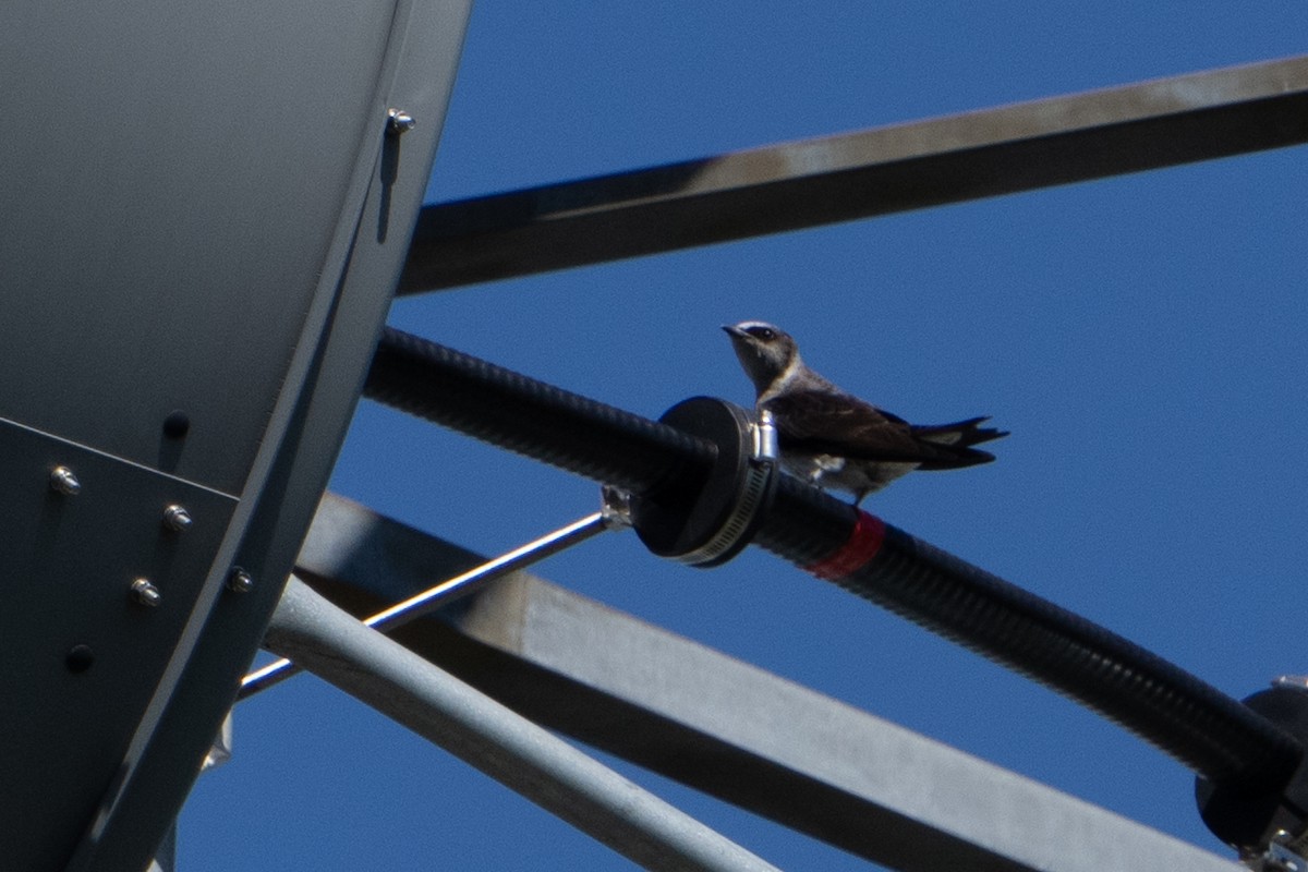 Purple Martin - Marcel Holyoak