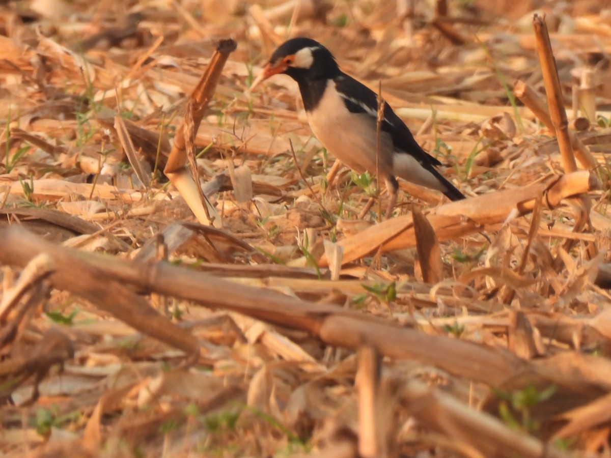 Indian Pied Starling - Aaytu Ram Kashyap