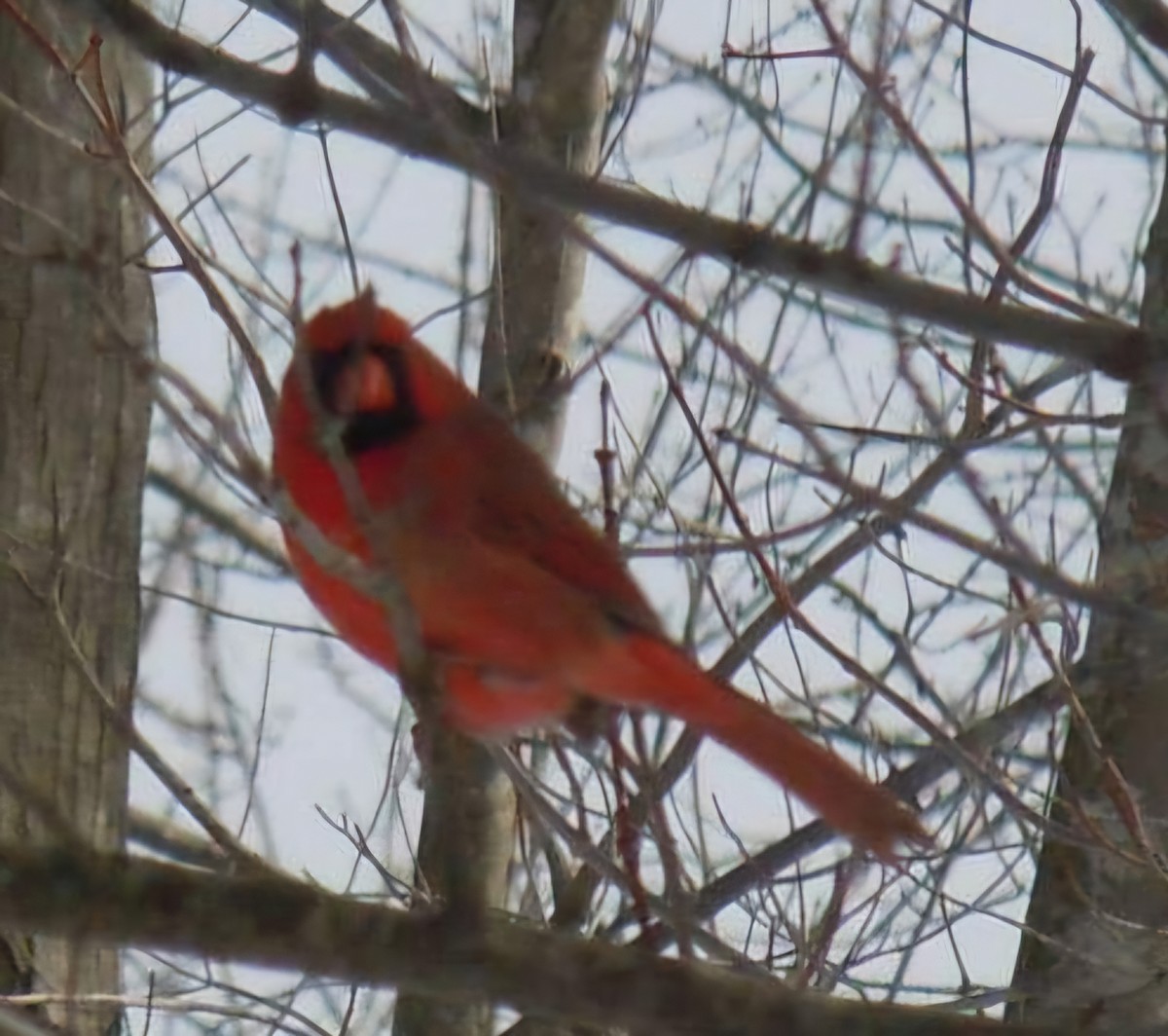 Northern Cardinal - Vickie Owens