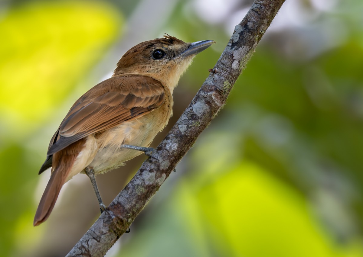 Cinnamon Becard - Lars Petersson | My World of Bird Photography