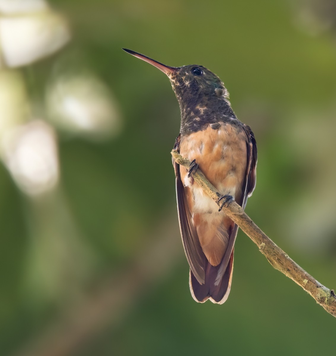Chestnut-bellied Hummingbird - Lars Petersson | My World of Bird Photography