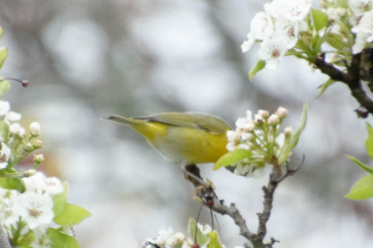 Nashville Warbler - ML618217463