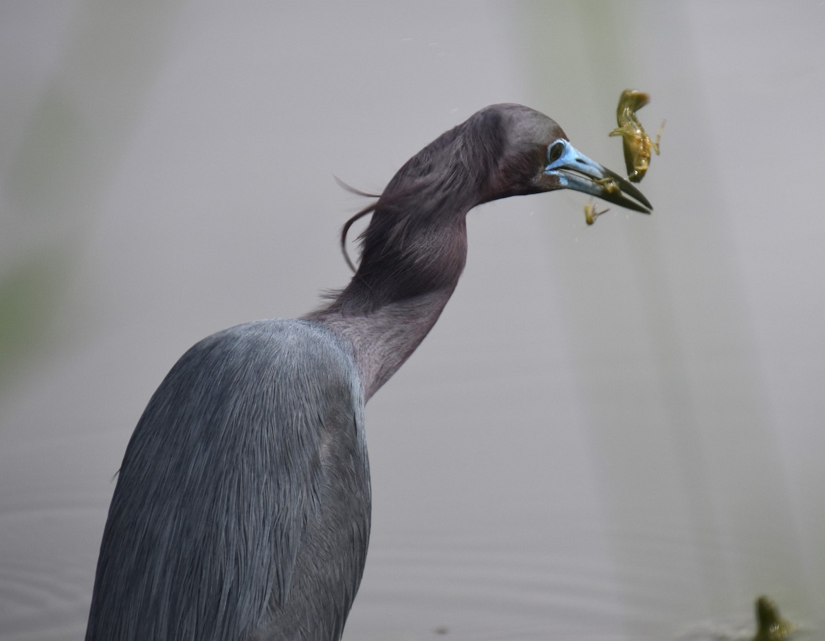 Little Blue Heron - Duncan  Fraser