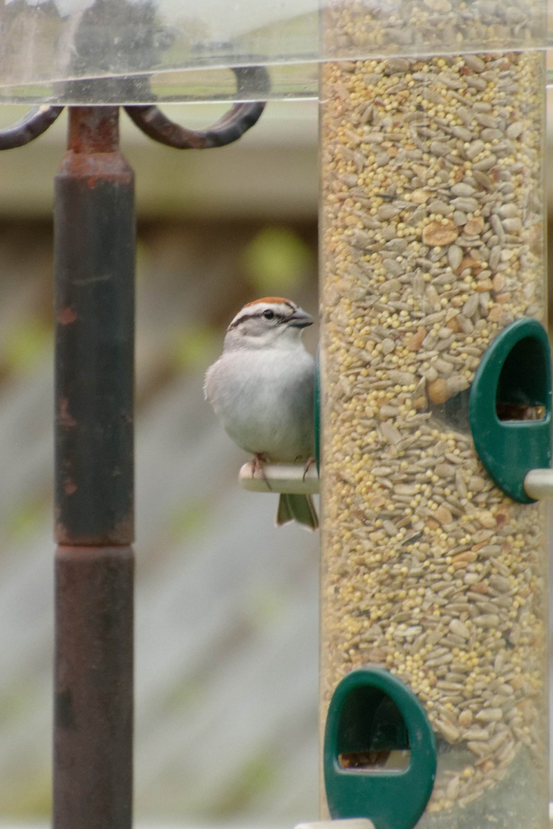 Chipping Sparrow - ML618217477