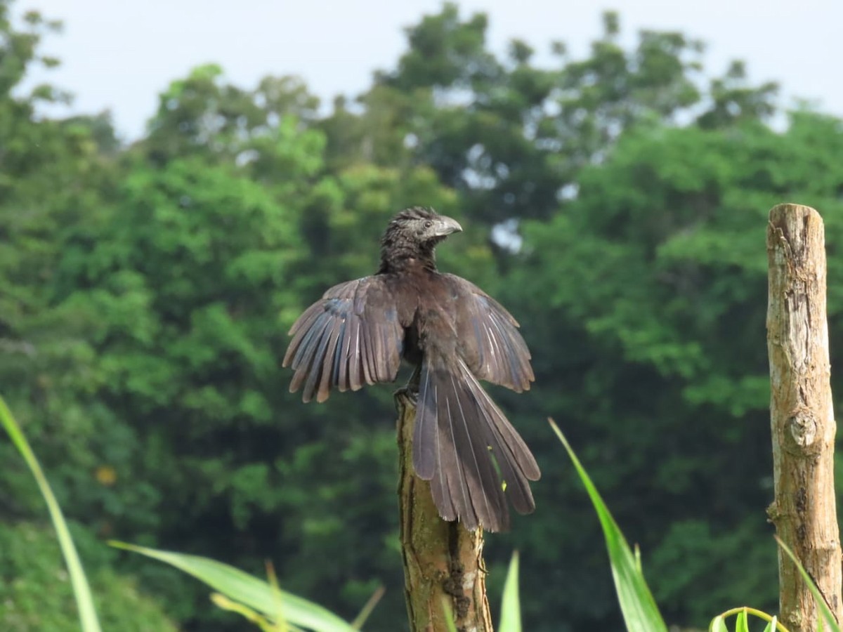 Groove-billed Ani - Daniel Garrigues