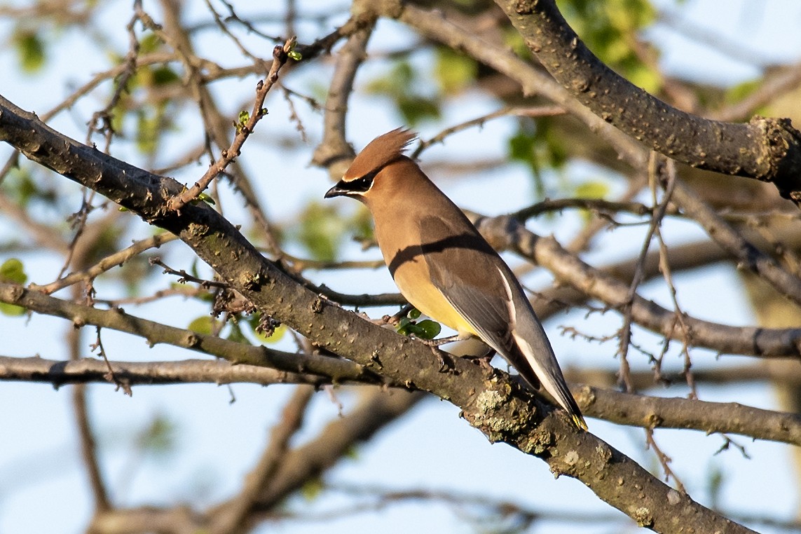 Cedar Waxwing - Donna Wadsley