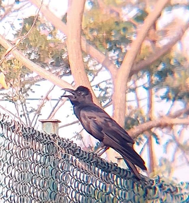 Large-billed Crow - Jayadev  Menon