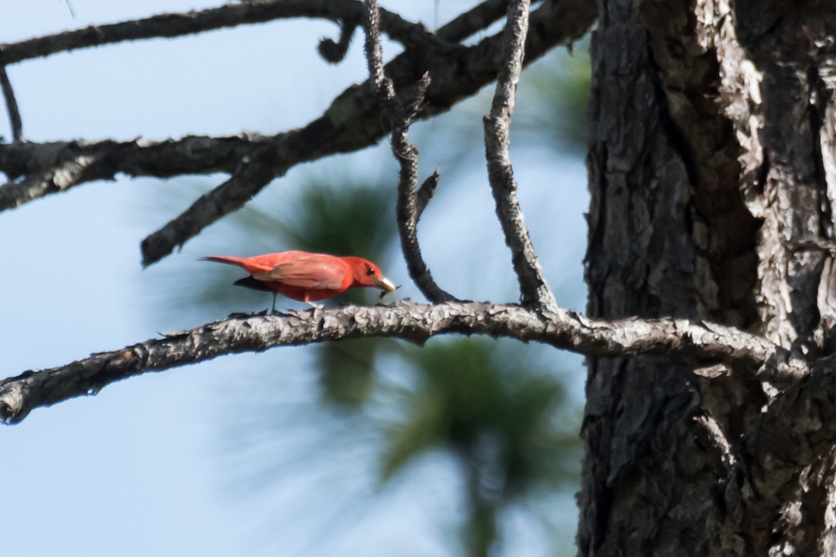 Summer Tanager - Gabrielle Harrison