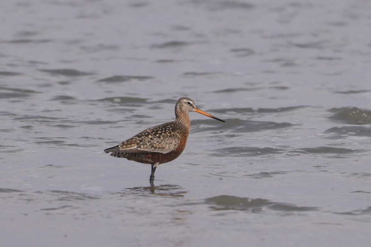 Hudsonian Godwit - Allan Williams