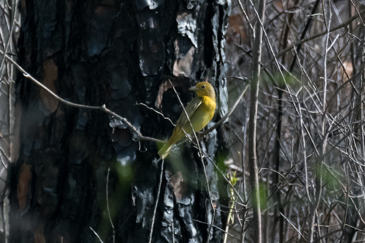 Summer Tanager - Gabrielle Harrison