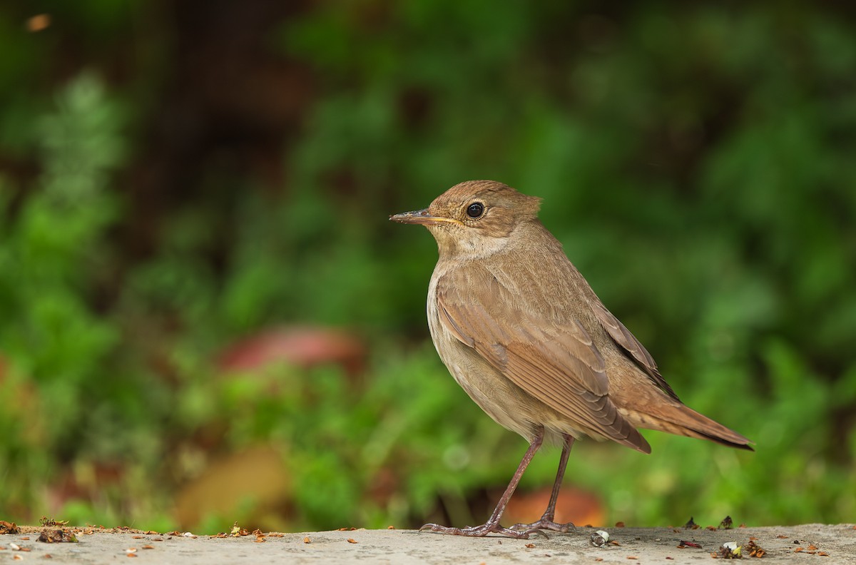 Thrush Nightingale - ML618217525