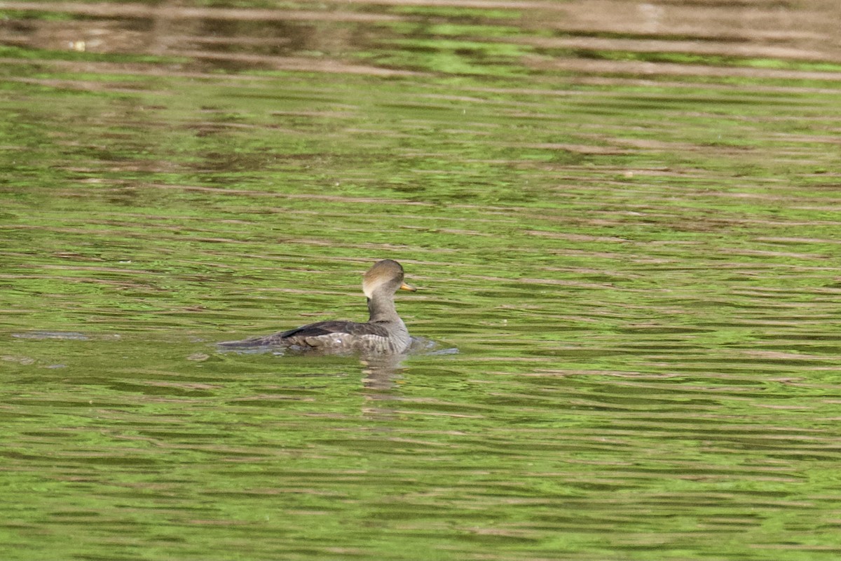 Hooded Merganser - ML618217530