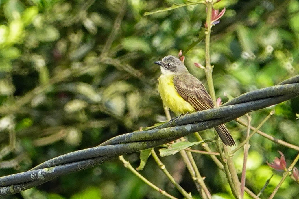 Gray-capped Flycatcher - Kathy Doddridge