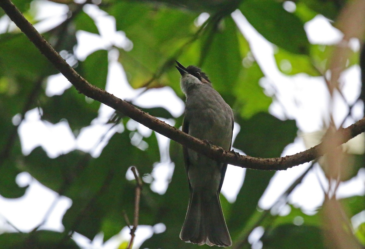 Bulbul à ailes vertes - ML618217535